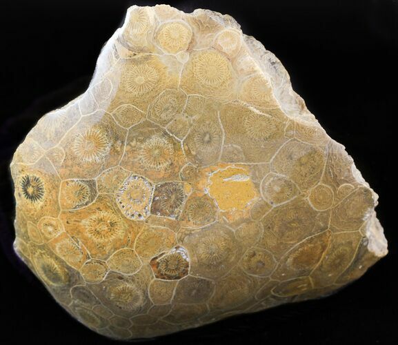 Polished Fossil Coral (Actinocyathus) Head - Morocco #44931